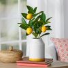 (2 Pack)14.5" Artificial Lemon Tree in White Ceramic Vase